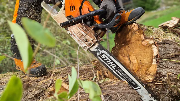 arborist sågar efter trädfällning - Arborister.se arborist sågar efter trädfällning
