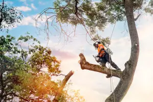 Arborist utför trädbeskärning